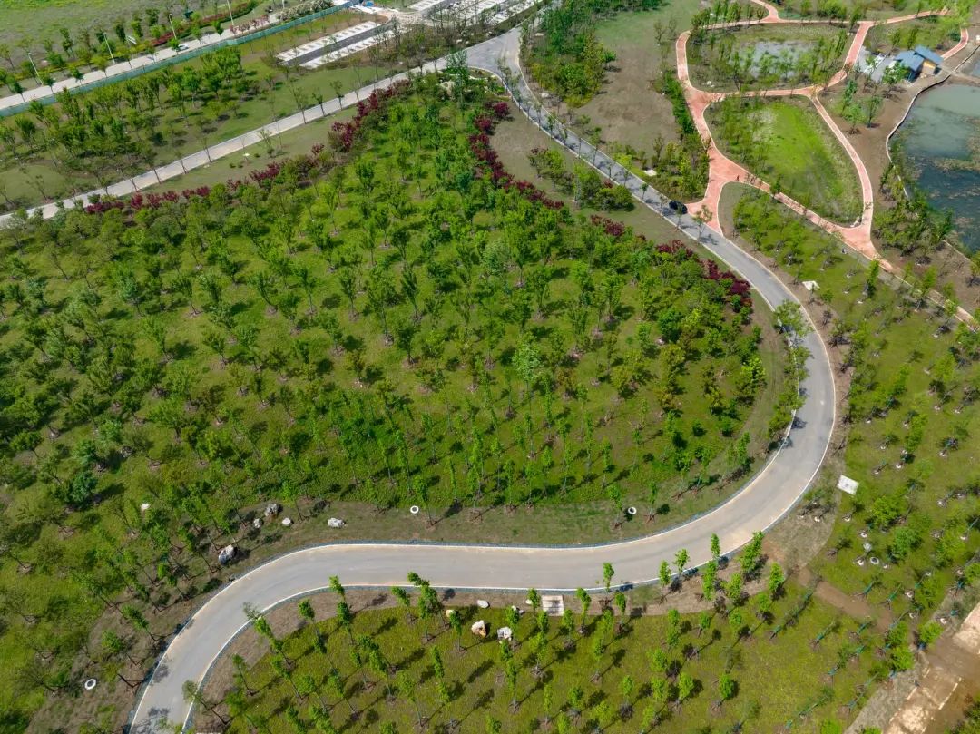 植此青綠公司匠心助力江中沙洲蝶變綠色生態公園