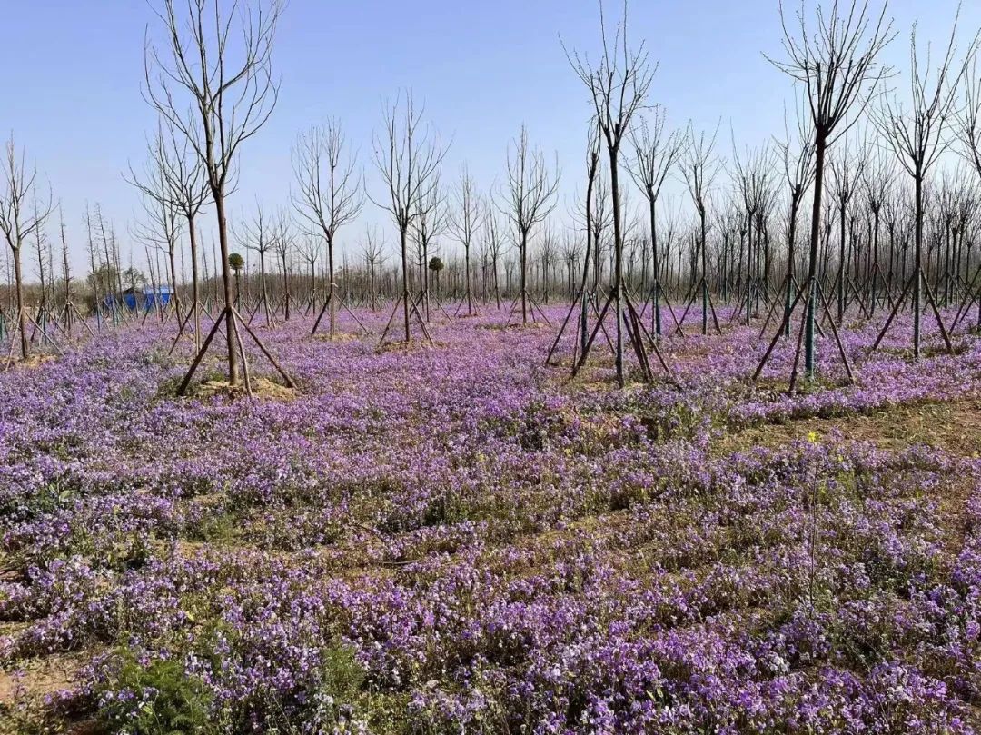 4.14 一起“襄”约“汉水明珠 诗画鱼梁”!5.jpg 4.14 一起“襄”约“汉水明珠 诗画鱼梁”!5.jpg